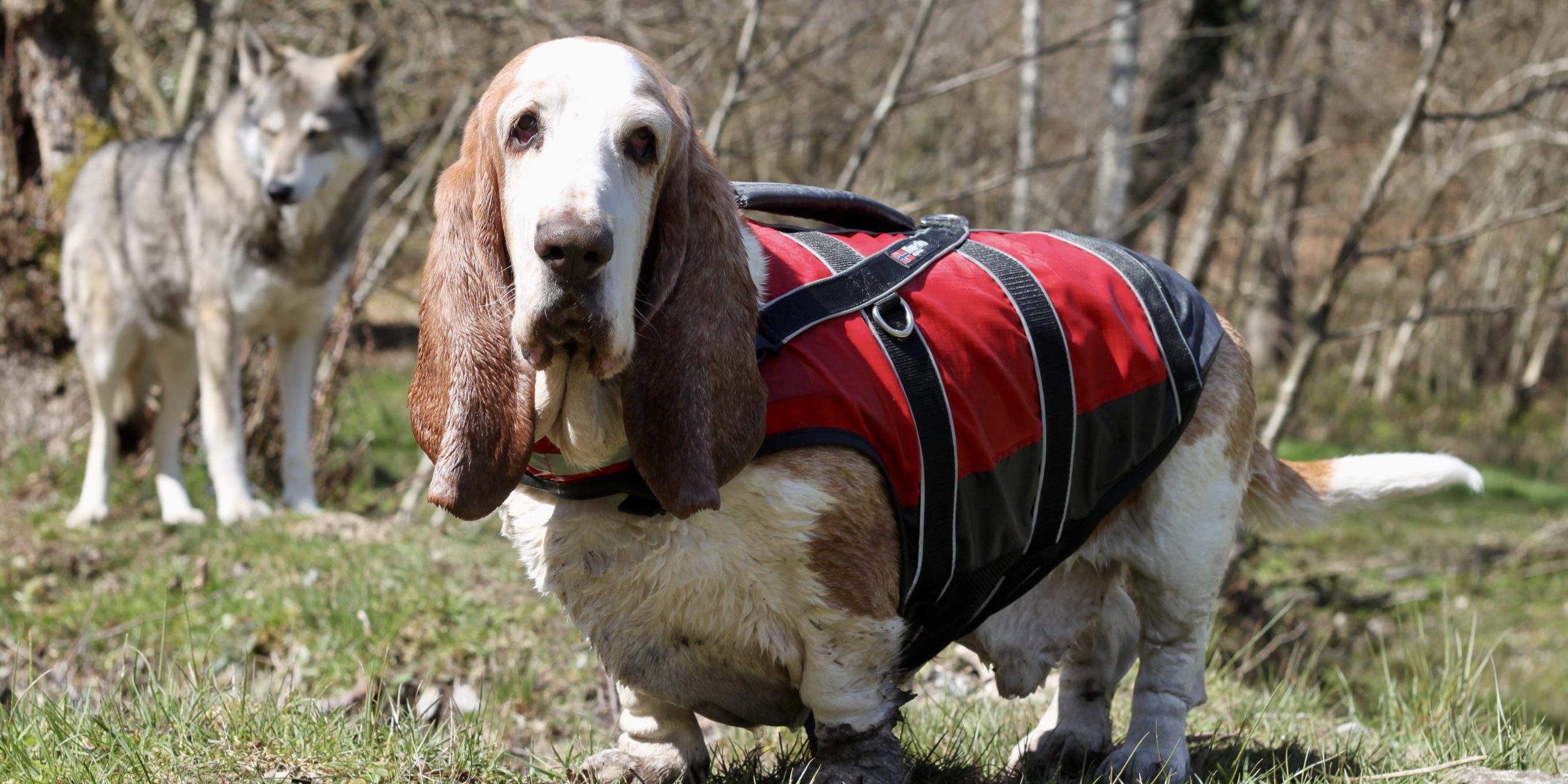 IMG_6577 Chien prêt à faire du Rafting